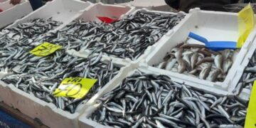 Hamsinin fiyatı 70 liraya indi