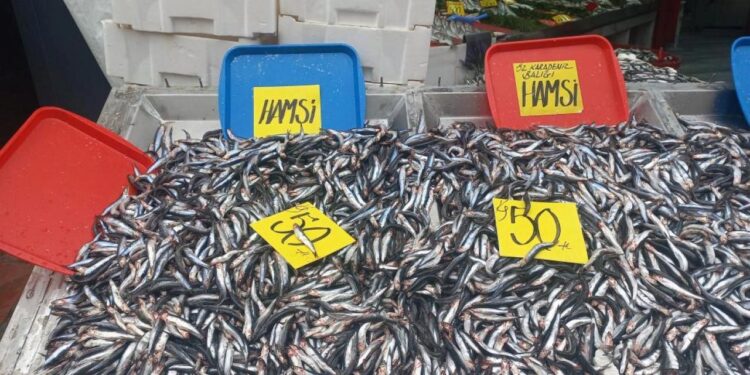 Hamsinin kilosu 50 liraya düştü, vatandaşlar poşet poşet aldı