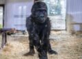 Havalimanında ele geçirilmişti… Yavru goril “Zeytin” Türkiye’de kalacak