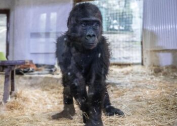 Havalimanında ele geçirilmişti… Yavru goril “Zeytin” Türkiye’de kalacak