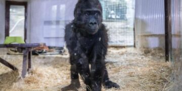 Havalimanında ele geçirilmişti… Yavru goril “Zeytin” Türkiye’de kalacak
