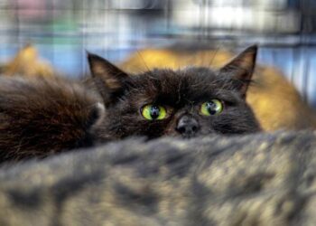 İspanya’da cadılar bayramı öncesi ilginç yasak!