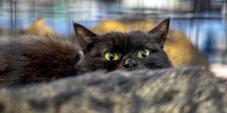 İspanya’da cadılar bayramı öncesi ilginç yasak!