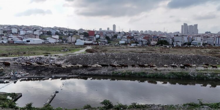 İstanbul’un ortasında korkunç görüntü: Dere siyahlaştı, bölgeye lağım kokusu yayılıyor