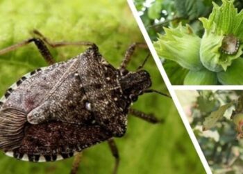 Kahverengi kokarca için 7 bin sülün doğaya salındı!