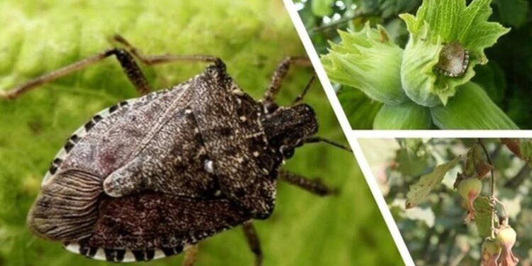 Kahverengi kokarca için 7 bin sülün doğaya salındı!