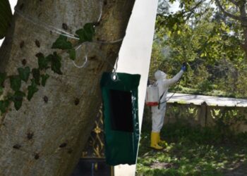 Kahverengi Kokarca salgınına önlem! Bakanlık devreye girdi