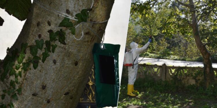 Kahverengi Kokarca salgınına önlem! Bakanlık devreye girdi