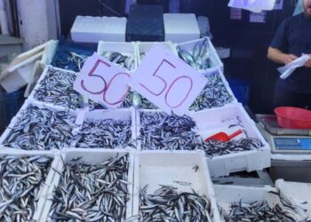 Karadeniz hamsisi tezgahları doldurdu: Kilosu 50 lira