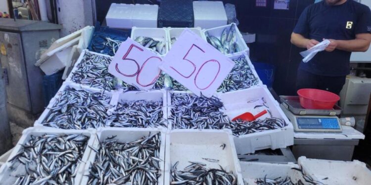 Karadeniz hamsisi tezgahları doldurdu: Kilosu 50 lira