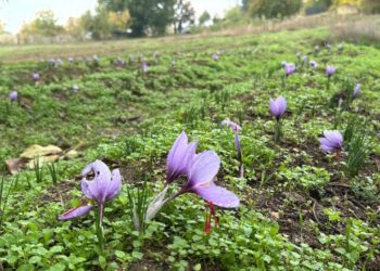Karadeniz’de altın değerinde hasat: Kilosu 450 binden 650 bin liraya çıktı!