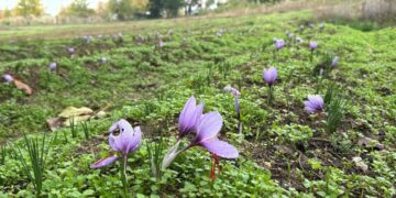 Karadeniz’de altın değerinde hasat: Kilosu 450 binden 650 bin liraya çıktı!