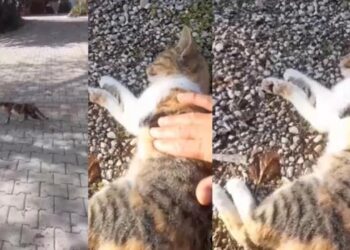Kediyi kalp masajı ile hayata döndürdü