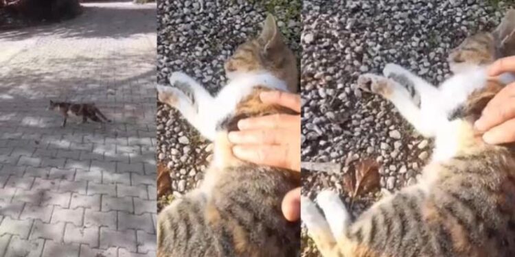 Kediyi kalp masajı ile hayata döndürdü