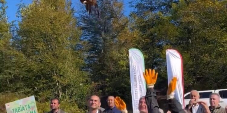 Kokarca istilasına karşı sülün kuşları doğaya salındı