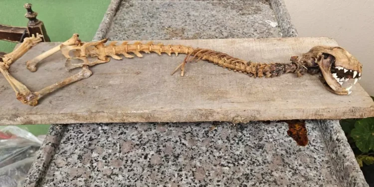 Ahırda korkutan keşif: 55 cm boyunda yırtıcı dişler