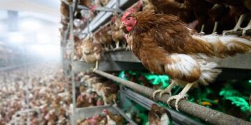 Kuş gribi yeniden patlak verdi! Japonya’da 460 bin tavuk itlaf edilecek