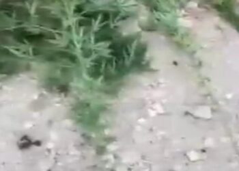 Mardin’de uyuşturucu operasyonunda 3 gözaltı