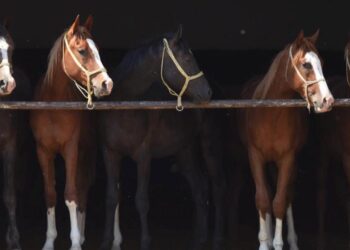 Milyonluk taylar görücüye çıkıyor!