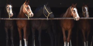 Milyonluk taylar görücüye çıkıyor!