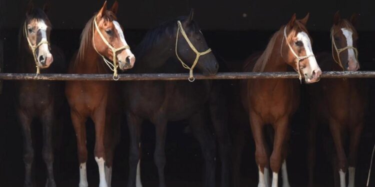 Milyonluk taylar görücüye çıkıyor!