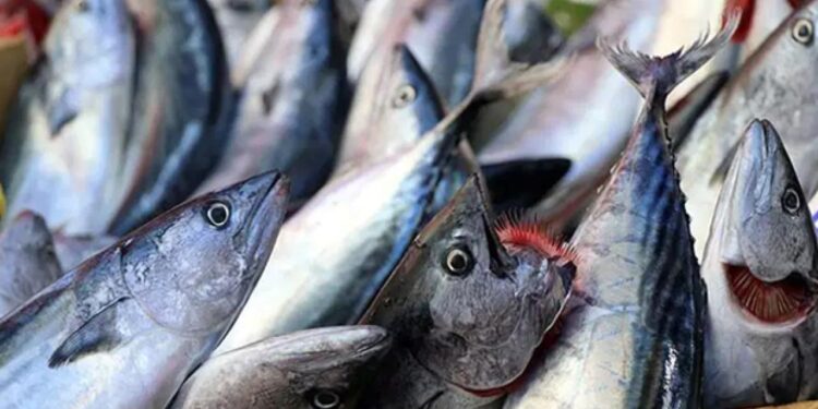 Palamut bu sene az çıktı! Tanesi 150 TL’den satılıyor