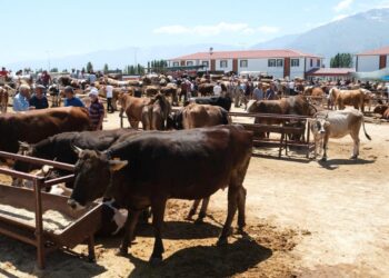 Refahiye’ye bağlı 34 köyde şap karantinası