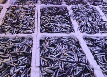 Rize’de balık tezgahlarında hamsi bolluğu yaşanıyor