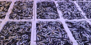 Rize’de balık tezgahlarında hamsi bolluğu yaşanıyor