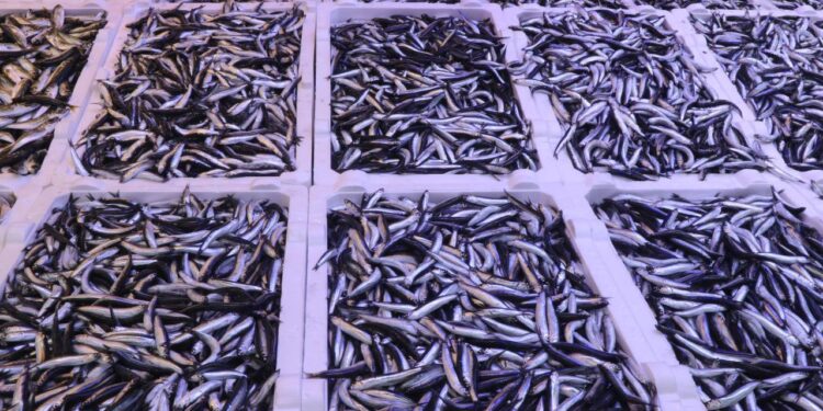 Rize’de balık tezgahlarında hamsi bolluğu yaşanıyor