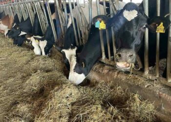 Samsun’da şap karantinası