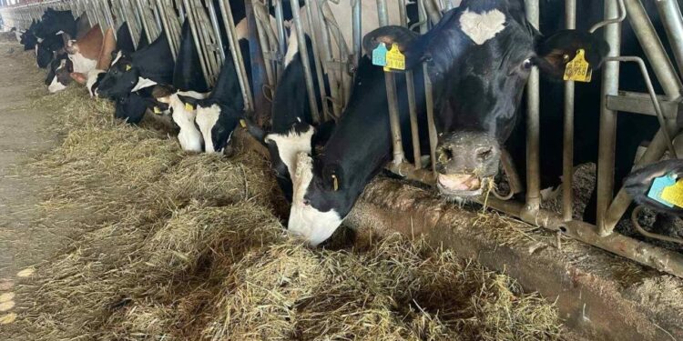 Samsun’da şap karantinası