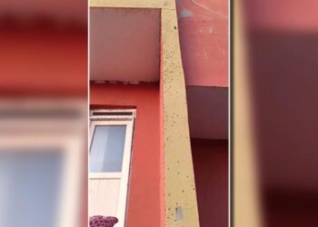 Sinek istilası! Evlerin duvarlarını kapladı