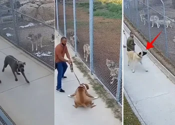 Kangal ve Kurt Etkileşimi Üzerine Şaşırtan Gözlem