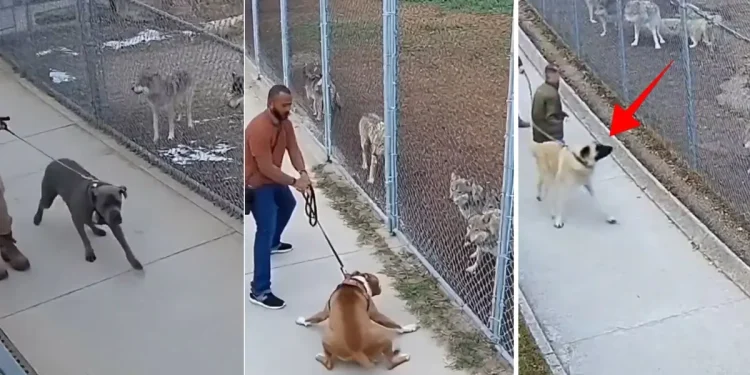Kangal ve Kurt Etkileşimi Üzerine Şaşırtan Gözlem