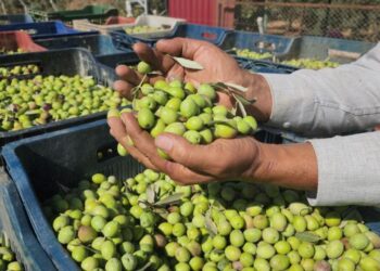 Sofralık zeytinde bereketli hasat! Tarlada 55 TL’ye satılıyor