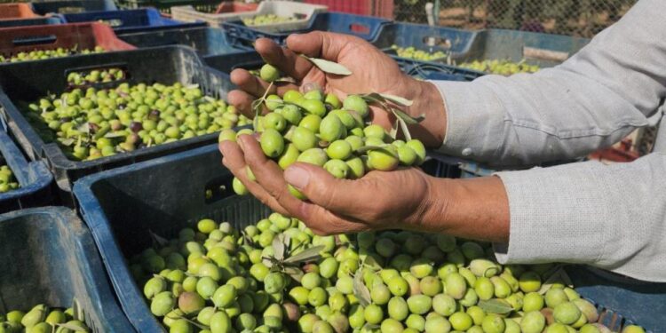 Sofralık zeytinde bereketli hasat! Tarlada 55 TL’ye satılıyor