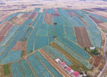 Tanesi 100 TL’den satılıyor! Mide ve kansere karşı etkili