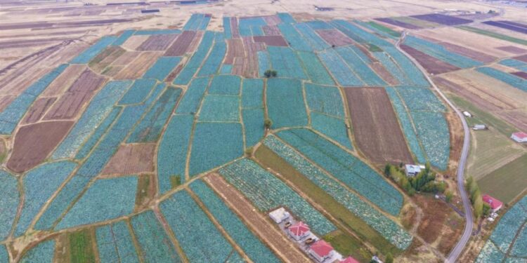 Tanesi 100 TL’den satılıyor! Mide ve kansere karşı etkili