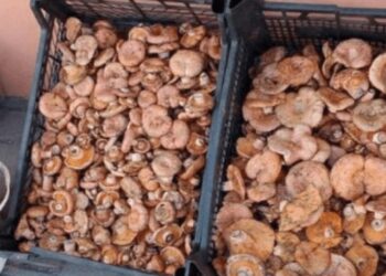 Tezgahlarda bolluk var! Kilosu 500 TL