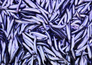 Trabzon’da hamsinin kilogramı 75 liradan satılıyor