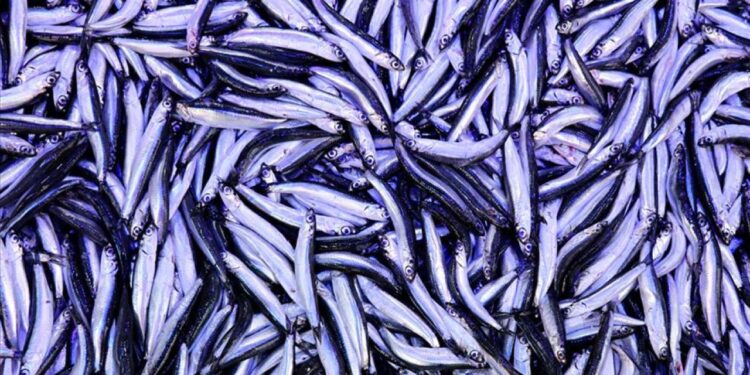 Trabzon’da hamsinin kilogramı 75 liradan satılıyor