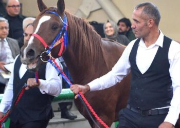 Tüm zamanların rekoru kırıldı! Arap tayı 10 milyon 500 bin liraya alıcı buldu