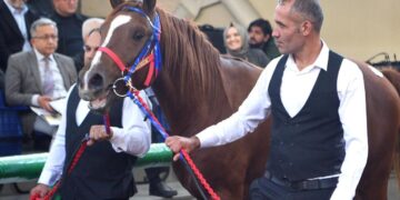 Tüm zamanların rekoru kırıldı! Arap tayı 10 milyon 500 bin liraya alıcı buldu