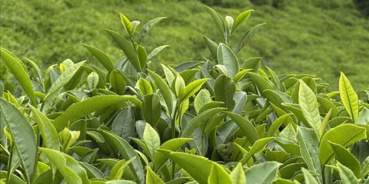 Türk çayı ihracatı 9 ayda 22 milyon doları aştı