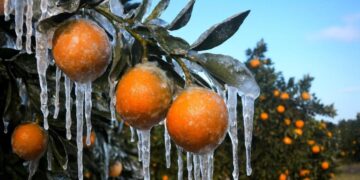 Üreticilere 717 milyon TL ödeme! Bakanlık duyurdu