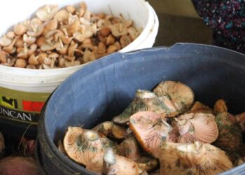 Vatandaş dağdan kova kova topladı, kilosu 400 liradan sattı