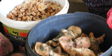 Vatandaş dağdan kova kova topladı, kilosu 400 liradan sattı