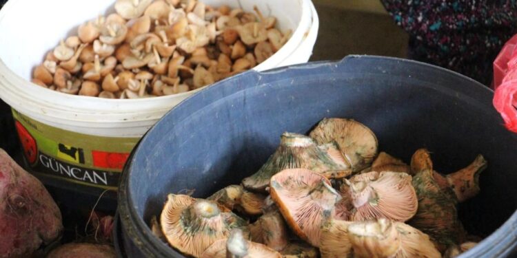 Vatandaş dağdan kova kova topladı, kilosu 400 liradan sattı