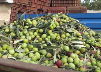 Yeşil zeytin hasadı başladı! Kilosu 80 lira